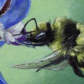 Borage and Bombus vosnesenskii